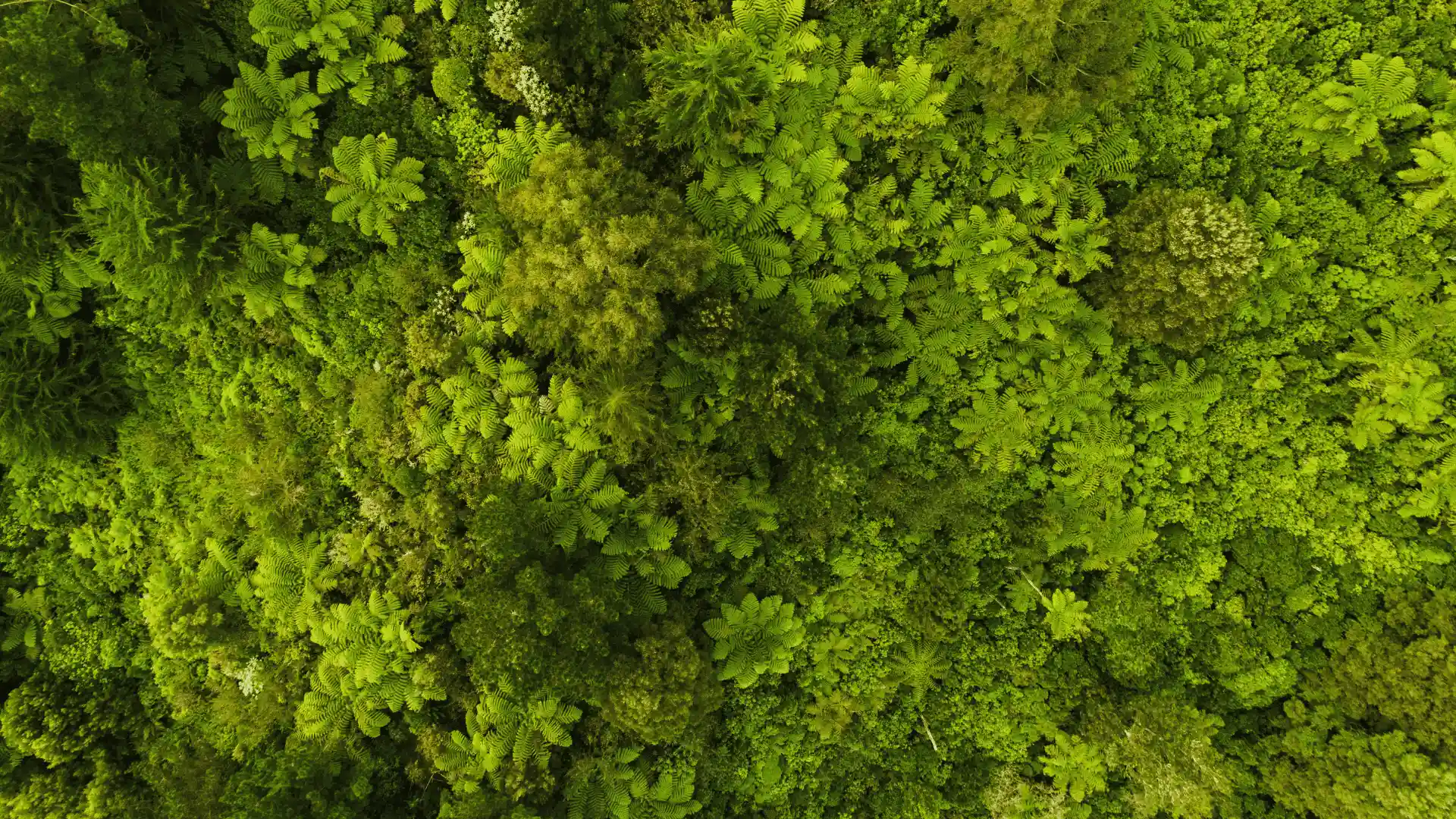 Featured image for Shaping a Greener Tomorrow with Sustainable Generative Design - showing forest canopy